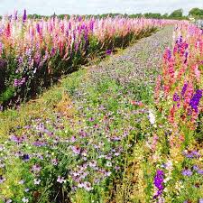 Nigella Hispanica Larkspur En Masse On The Edge Of The Fens Near Wicken I D Heard A Rumour About A Patch Of Flowers Near Our Cottage A Flower Farm An