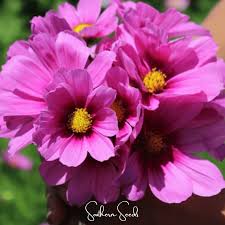 Image result for Cosmos bipinnatus