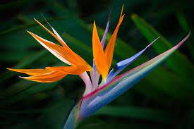 Bird Of Paradise Plant Birds Of Paradise Flower Paradise Plant Birds Of Paradise Plant