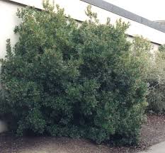 They grow lushly on these densely branched plants and offer a very elegant look. Arbutus Unedo Compacta