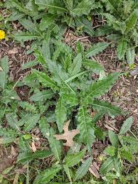 Apply ally or telar up to the early flower growth stage. Possibly The Worst Weed Ever A Bad Type Of Thistle Gardening Landscaping Stack Exchange