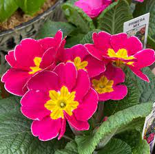 We did not find results for: Cathy Cowgill Remarkable Flowers Home Facebook