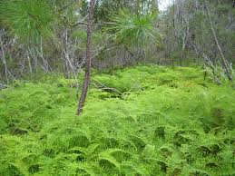 Image result for Gleicheniaceae