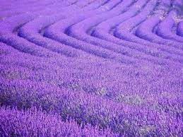 See what زهرة الخزامى (ahmdhqy35gmailc) has discovered on pinterest, the world's biggest collection of ideas. Ø²Ù‡Ø±Ø© Ø§Ù„Ø®Ø²Ø§Ù…Ù‰ Ø£Ø³Ù…Ø§Ø¤Ù‡Ø§ ÙˆÙÙˆØ§Ø¦Ø¯Ù‡Ø§ ÙˆØ§Ø³ØªØ®Ø¯Ø§Ù…Ø§ØªÙ‡Ø§ ÙˆÙ…ÙˆØ§Ø·Ù† Ø°ÙƒØ±Ù‡Ø§ Ø¨ÙŠÙ† Ø£Ø¨ÙŠØ§Øª Ø§Ù„Ø´Ø¹Ø± Ø§Ù„Ø¹Ø±Ø¨ÙŠ Ø§Ù„ÙØµÙŠØ­ ÙˆØ§Ù„Ù†Ø¨Ø·ÙŠ Ø£Ø³ÙŠÙ„ Ø³Ù„Ù…Ù‡