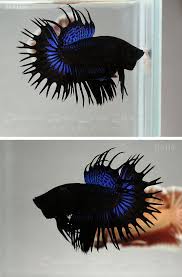 Black Orchid Crowntail Betta Betta Pet Fish Betta Fish