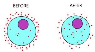 Inside the cytoplasm are enzymes which speed up these reactions. Movement In And Out Of Cells Igcse Biology Notes 2020