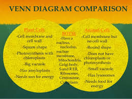 We did not find results for: Plant Vs Animal Cells Cells