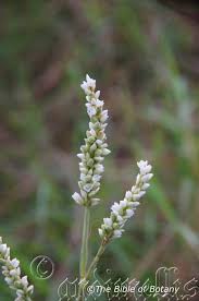 Image result for Crotalaria phylicoides