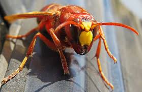 Wasps and hornets often create their nests in areas that interfere with our daily human travel, such as building a paper nest under a house eave. Scientists Say Murder Hornets Could Spread Down West Coast Modern Farmer