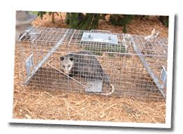 Bats start looking for a roosting site to set up nesting in late winter to early spring. Animal Wildlife Removal Raleigh Nc Bat Extermination Bat Removal Durham Bats Squirrels In Attic Dead Animal Removal Apex Cary Chapel Hill Fuquay Varina Garner Holly Springs Apex