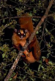 Bhutan Giant Flying Squirrel Flying Squirrel Animal Study Squirrel