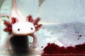 Take back the falls 1.3. Axolotl Wiktionary