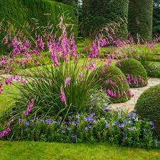 Image result for Dierama