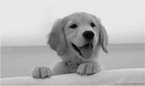 The city of las vegas revised its hobby breeder laws in 2019, and we are now. Grrsn Golden Retriever Rescue Southern Nevada