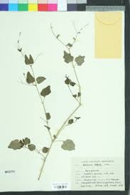 Image result for Commicarpus grandiflorus