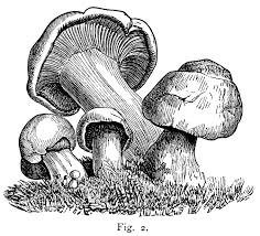 Black And White Mushroom Pictures Seven Varieties Of Mushrooms Free Clip Art Stuffed Mushrooms Mushroom Drawing Art