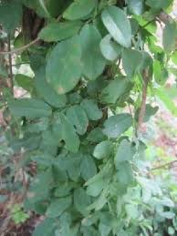 Image result for Millettia drastica