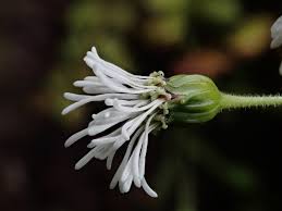 Image result for Adenostemma afrum