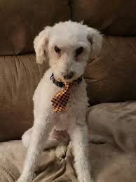 Dexter has gone missing again 🥺 Please let us know if you have seen him .  Contacted animal control already and they don't have him. Thanks in  advance. Missing off Forbes St