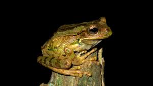 Pentru a extrage secreția, oamenii de știință au aplicat electrozi pe glandele pielii unor broaște roșii de munte. Broasca MarsupialÄƒ De Munte Gastrotheca Monticola O Specie Exclusiv TerestrÄƒ DeÈ™tepÈ›i Ro