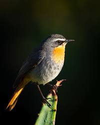 Birds On The Bay Podcast Cape Robin Chat Animals Wildlife Birds