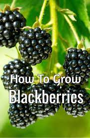 Growing Blackberries 8211 How To Grow The Taste Of Summer At Home Howtogrowblackberries Growingblackberri Growing Blackberries Growing Fruit Fruit Garden