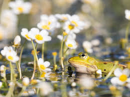 Image result for Ranunculus stagnalis