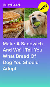 Make A Sandwich And We Ll Tell You What Breed Of Dog You Should Adopt Quizzes Food Quizzes For Fun How To Make Sandwich