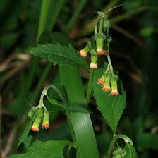 Image result for Crassocephalum radiatum