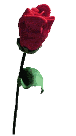 Un bellissimo mazzo di cento rose rosse qualità extra. Rose Immagini Gif Animate Clipart 100 Gratis
