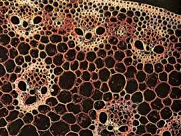 Image result for Salviniaceae