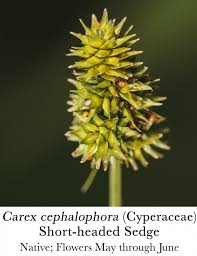 Image result for Cyperaceae