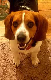 Peace4paws dog adoption rescue dogs beagle puppy. A Man Saves A Beagle Puppy From Euthanasia And The Dog Thanks Him With A Display Of Sweet Gratitude Wtvideo Com