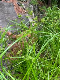 Image result for Cyperus deciduus