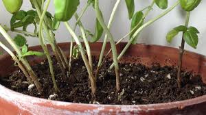 Basil does not live forever, and as it grows older the stems of the plant become brown or purple in colour, also developing a woody texture. Problems Growing Basil Troubleshooting Guide Amazing Herb Garden