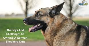 The socialization of a german shepherd. The Joys And Challenges Of Owning A German Shepherd Dog Dogizone