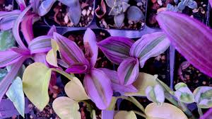 Image result for Tradescantia