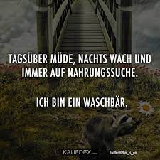 Tagsuber Mude Nachts Wach Und Immer Auf Nahrungssuche Kaufdex