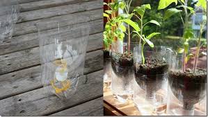 ペットボトルで水耕栽培 パクチーとルッコラ ポンタと練のもふもふ生活 ウェブリブログ 作り方の詳細はこちらのブログからご覧いただけます こちらは上で紹介したものの簡易番でヒモを使った例 毛細管現象の原理で 水が紐を伝って上にのぼり 土を湿らしてくれ