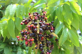 Image result for Lepisanthes