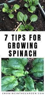How To Grow Spinach 7 Tips For Growing Spinach Growing In The Garden Growing Spinach Planting Spinach Organic Gardening Tips