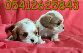 Cavalier King Charles Fiyat Cavalier King Charles King Charles Cavalier