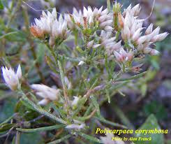 Image result for Polycarpaea