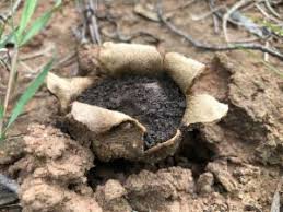 Image result for Scleroderma geaster