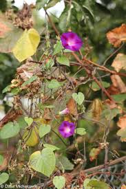 Image result for Ipomoea parasitica