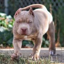 Well, that's all about pitbull color chart that includes the rare pitbull colors. The Incredibullz Xl American Bully Breeders