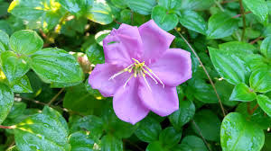 Image result for Heterocentron