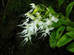 Image result for Habenaria adolphi