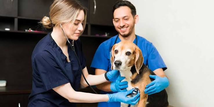 Vet Finder