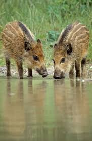 Frischlinge Trinken Wasser An Einem Kleinen Weiher Wildschwein Schwarzwild Sus Scrofa Wild Boar Piglets Standing At Wildschwein Saugetiere Wilde Tiere